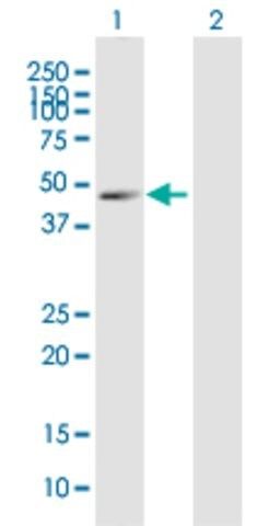 Anti-GPR3 antibody produced in mouse