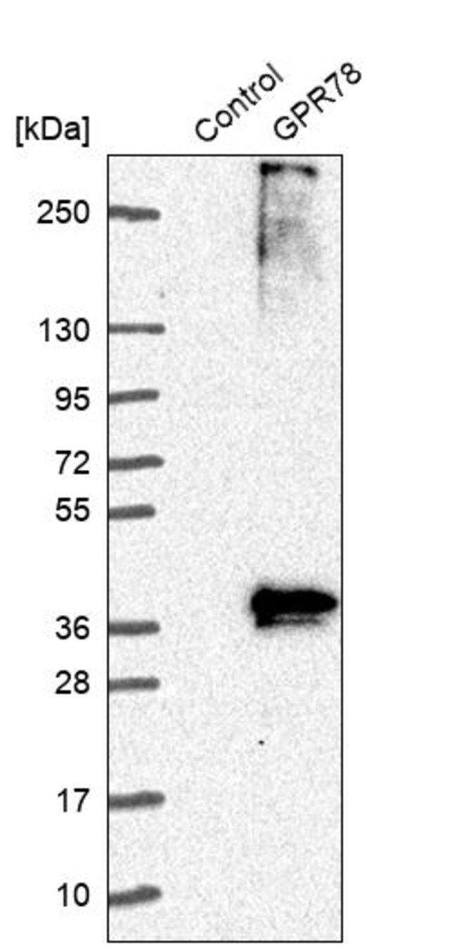 Anti-GPR78 antibody produced in rabbit