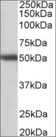 Anti-GPR83 (N-terminal) antibody produced in goat