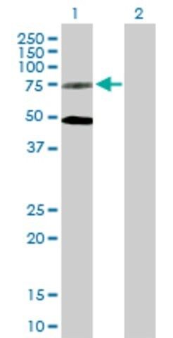 Anti-GPR50 antibody produced in mouse