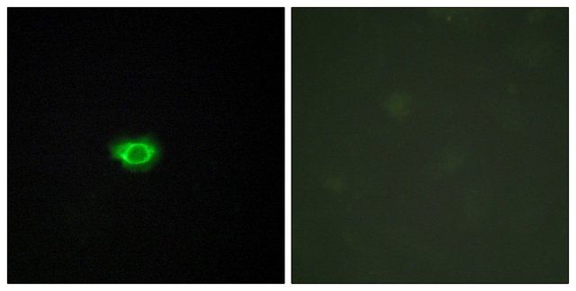 Anti-GPR108 antibody produced in rabbit