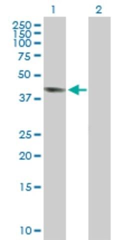 Anti-GPR175 antibody produced in mouse