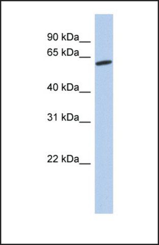 Anti-GPR75 antibody produced in rabbit