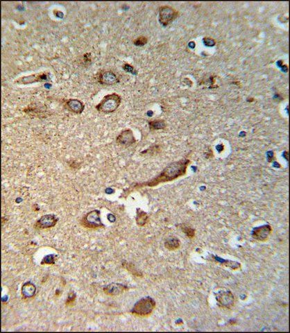 ANTI-GPR180 (CENTER) antibody produced in rabbit