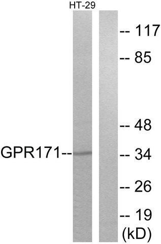 Anti-GPR171 antibody produced in rabbit