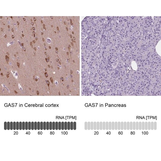 Anti-GAS7 antibody produced in rabbit