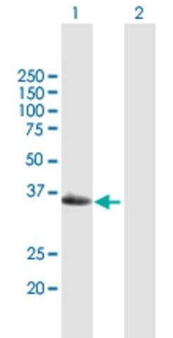 Anti-GEM antibody produced in mouse