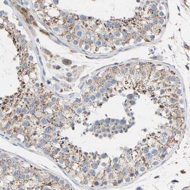 Anti-GLT8D1 antibody produced in rabbit