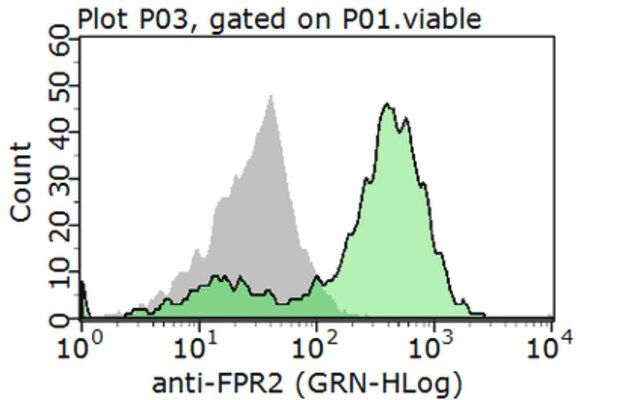 Anti-FPR2 Antibody