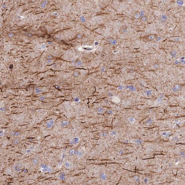 Anti-FRA10AC1 antibody produced in rabbit