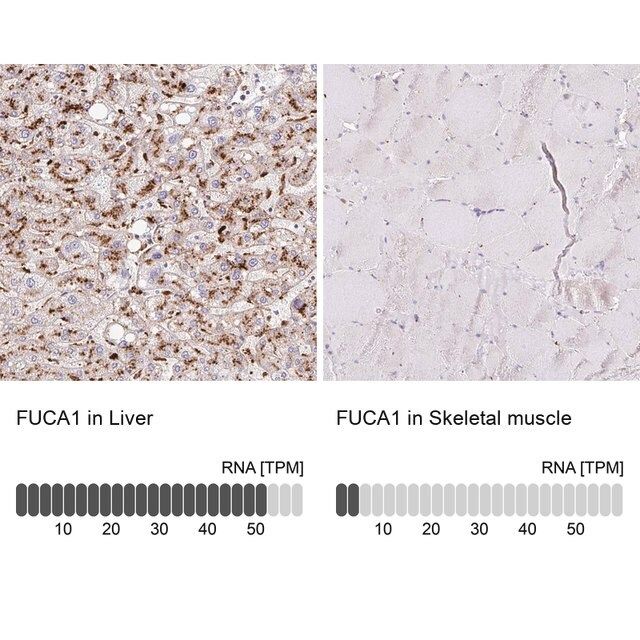 Anti-FUCA1 antibody produced in rabbit