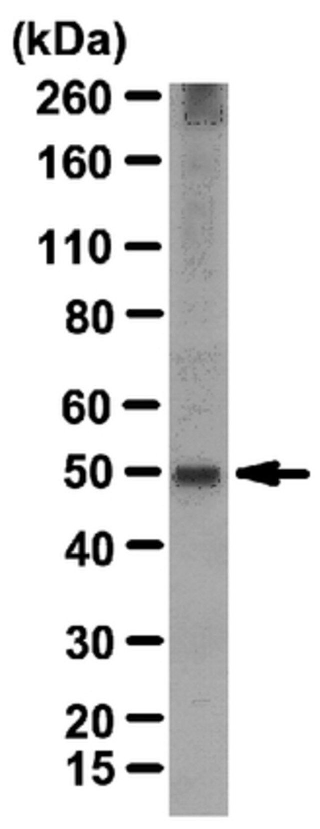 Anti-FucT-III Antibody