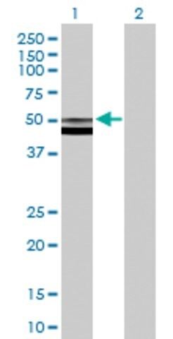 Anti-FUCA2 antibody produced in mouse