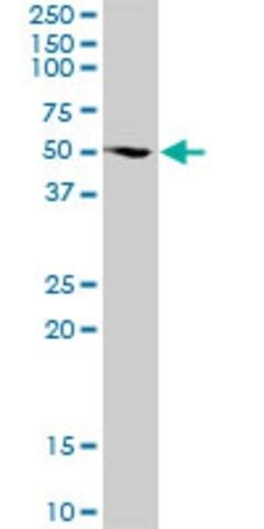 Anti-FUBP3 antibody produced in mouse