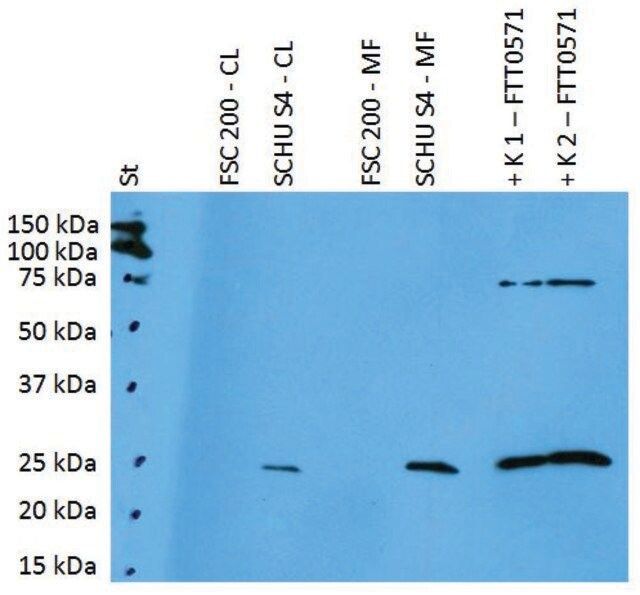 Anti-FTT0571 (F. tularensis ssp) antibody produced in rabbit