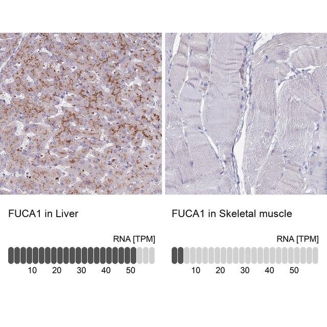 Anti-FUCA1 antibody produced in rabbit