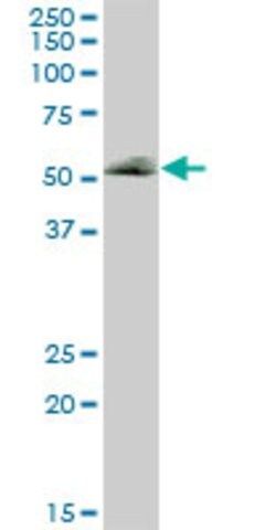 Anti-FUCA1 antibody produced in mouse