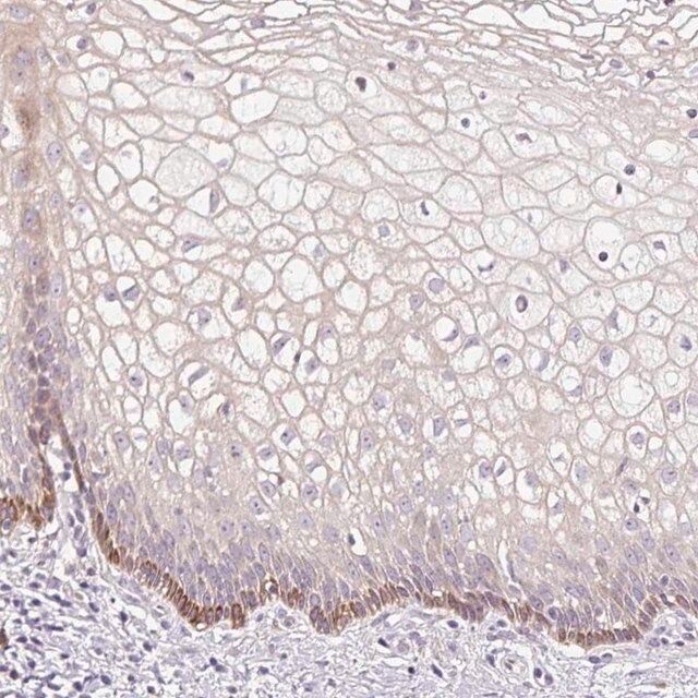 Anti-FUT10 antibody produced in rabbit