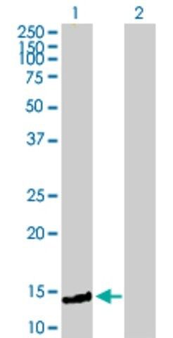 Anti-FXC1 antibody produced in mouse