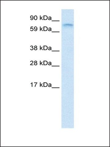 Anti-FUBP1 antibody produced in rabbit