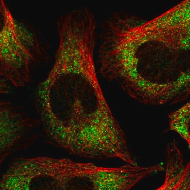 Anti-FXR1 antibody produced in rabbit