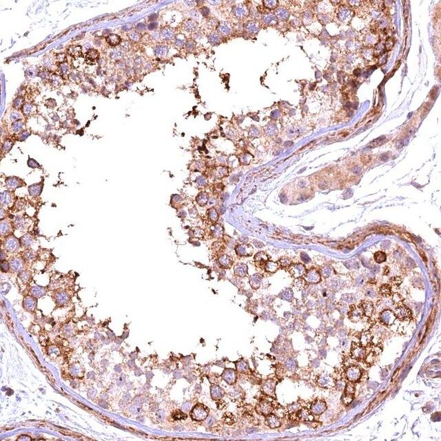 Anti-FUZ antibody produced in rabbit