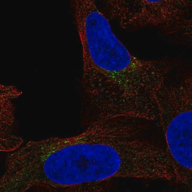 Anti-FUT7 antibody produced in rabbit