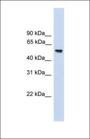 Anti-FZR1, (N-terminal) antibody produced in rabbit