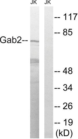 Anti-GAB2 antibody produced in rabbit