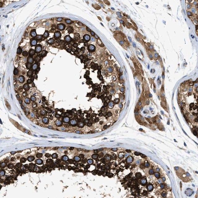 Anti-FXR1 antibody produced in rabbit