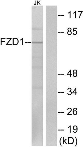 Anti-FZD1, N-Terminal antibody produced in rabbit