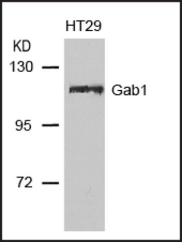 Anti-GAB1 (Ab-627) antibody produced in rabbit