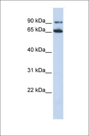 Anti-FZD10 antibody produced in rabbit