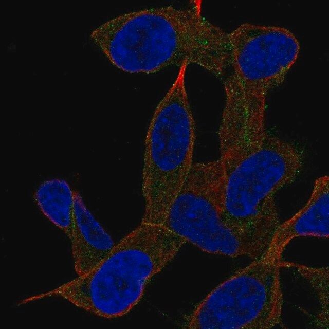 Anti-GAB2 antibody produced in rabbit