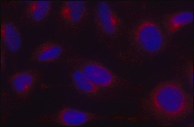 Anti--Adaptin antibody, Mouse monoclonal