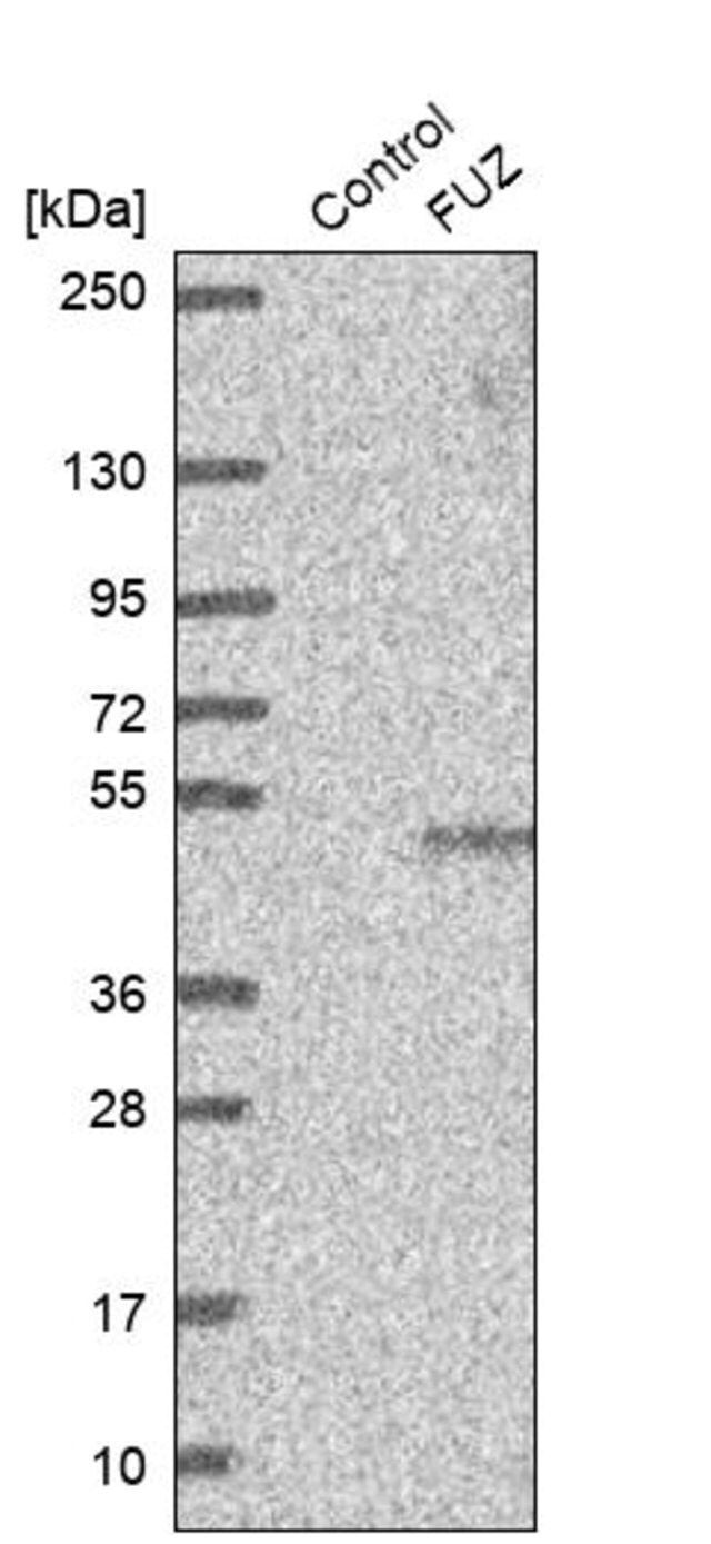 Anti-FUZ antibody produced in rabbit