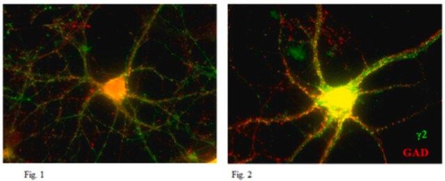 Anti-GABA(A) receptor subunit gamma-2 Antibody, clone 10F10-C1-B8