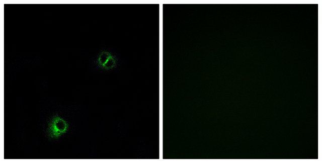 Anti-FZD9 antibody produced in rabbit