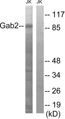 Anti-GAB2 antibody produced in rabbit