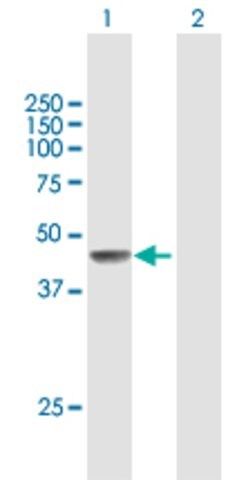 Anti-FIGF antibody produced in mouse