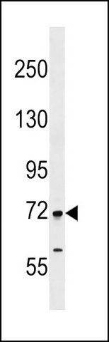 ANTI-FIGNL1 (N-TERM) antibody produced in rabbit