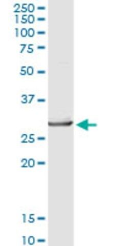 Anti-FKBP3 antibody produced in rabbit