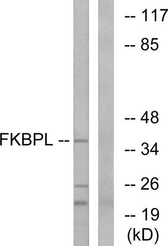 Anti-FKBPL antibody produced in rabbit