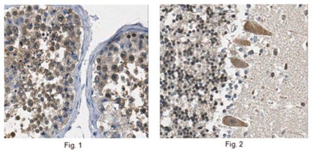 Anti-FKBP4 Antibody, clone 2H9.1