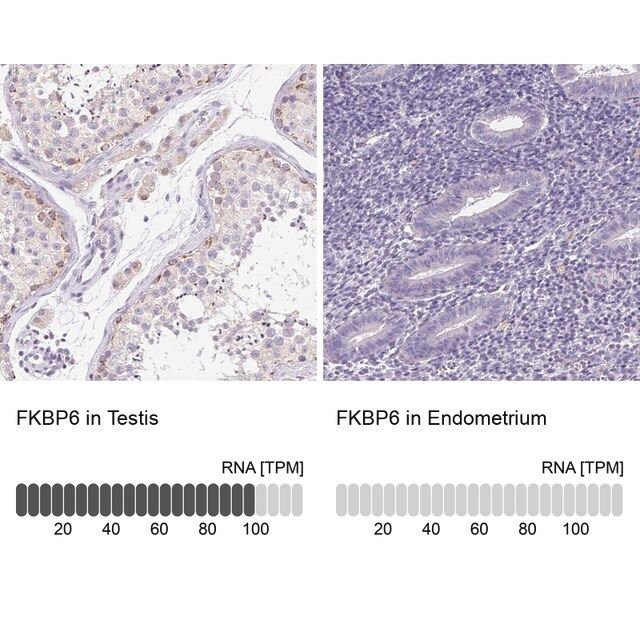 Anti-FKBP6 antibody produced in rabbit