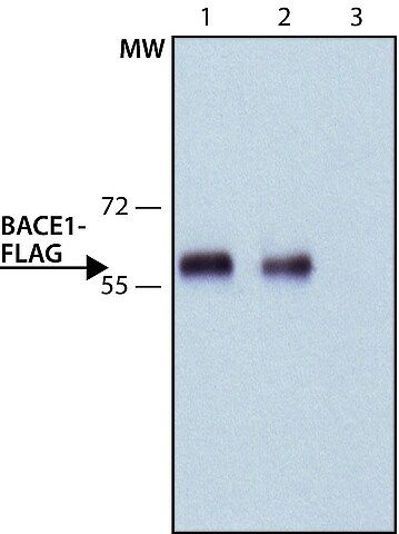 ANTI-FLAG<sup>?</sup> antibody, Rat monoclonal