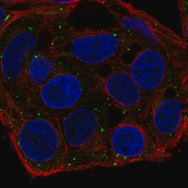 Anti-FKBP1B antibody produced in rabbit