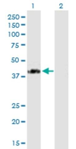 Anti-FLJ21439 antibody produced in mouse