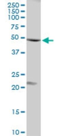 Anti-FLOT1 antibody produced in rabbit