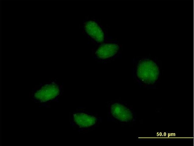 Anti-FLJ10292 antibody produced in mouse